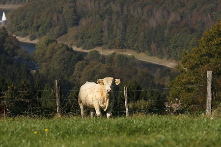 Kuh im Sauerland