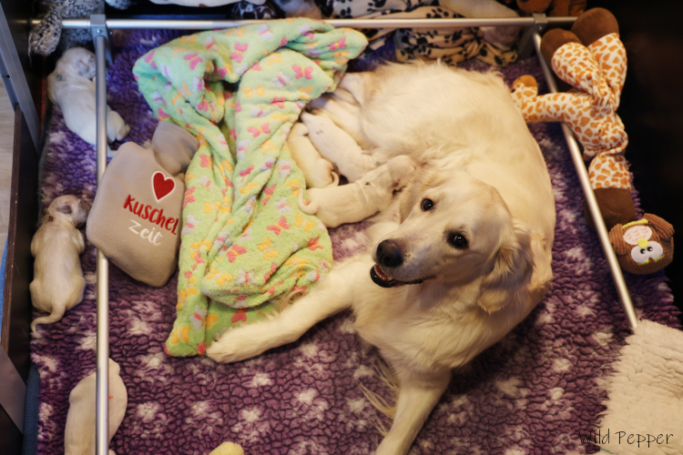 Wickie und ihre Welpen